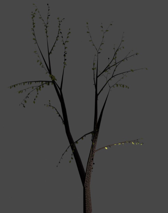 Tree 11