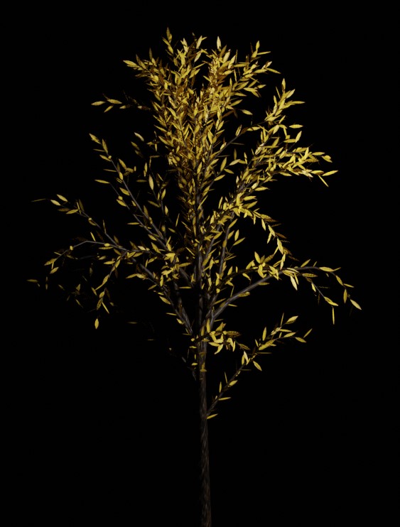 Tree 19