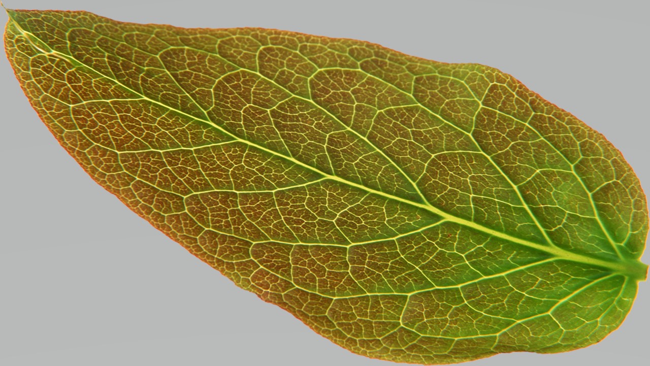 Leaf