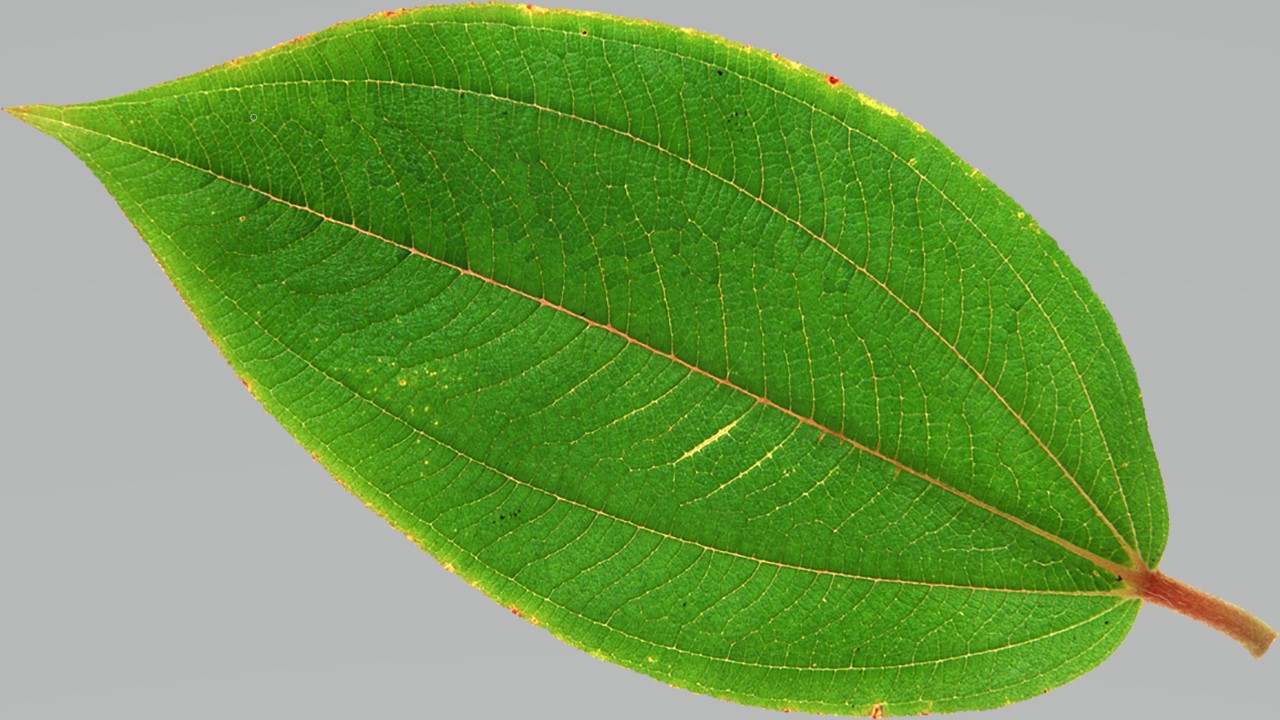 Leaf 2