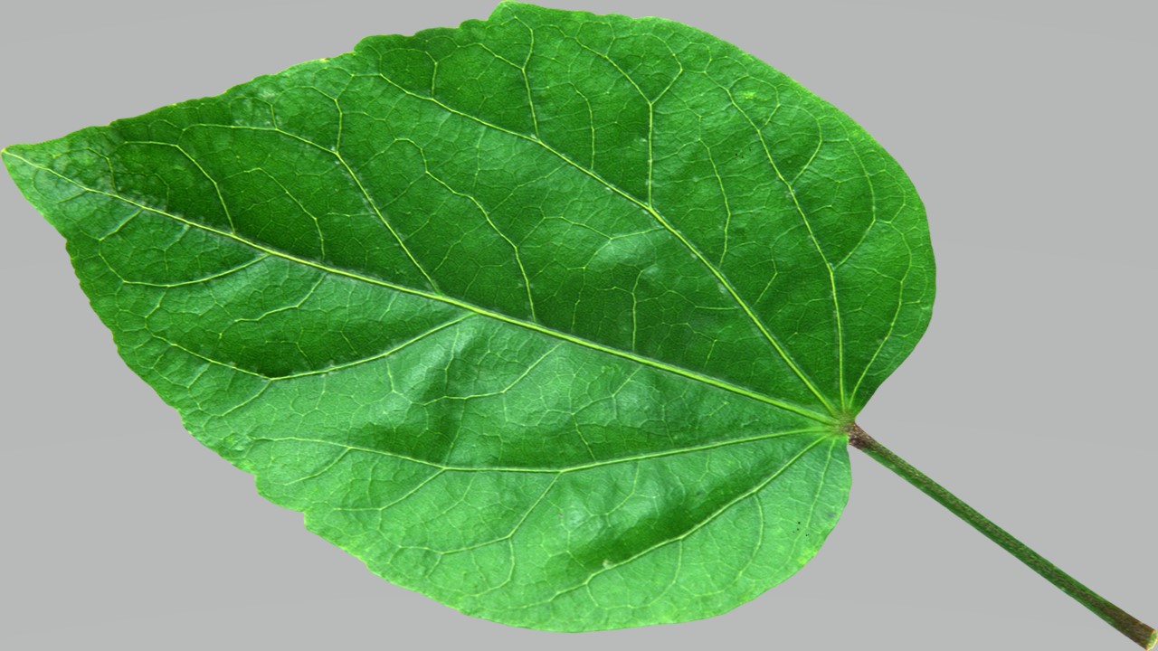Leaf 3