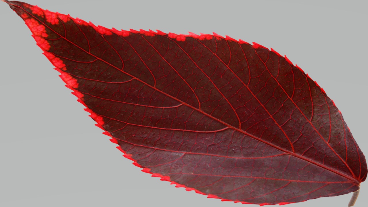 Leaf 4
