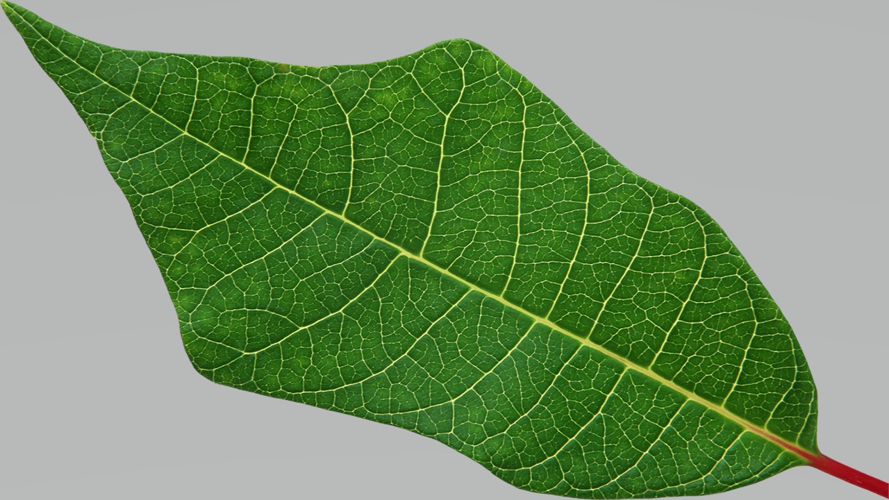 Leaf 5