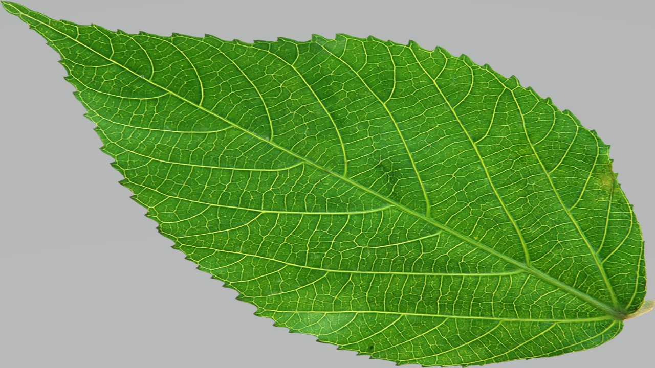 Leaf 6