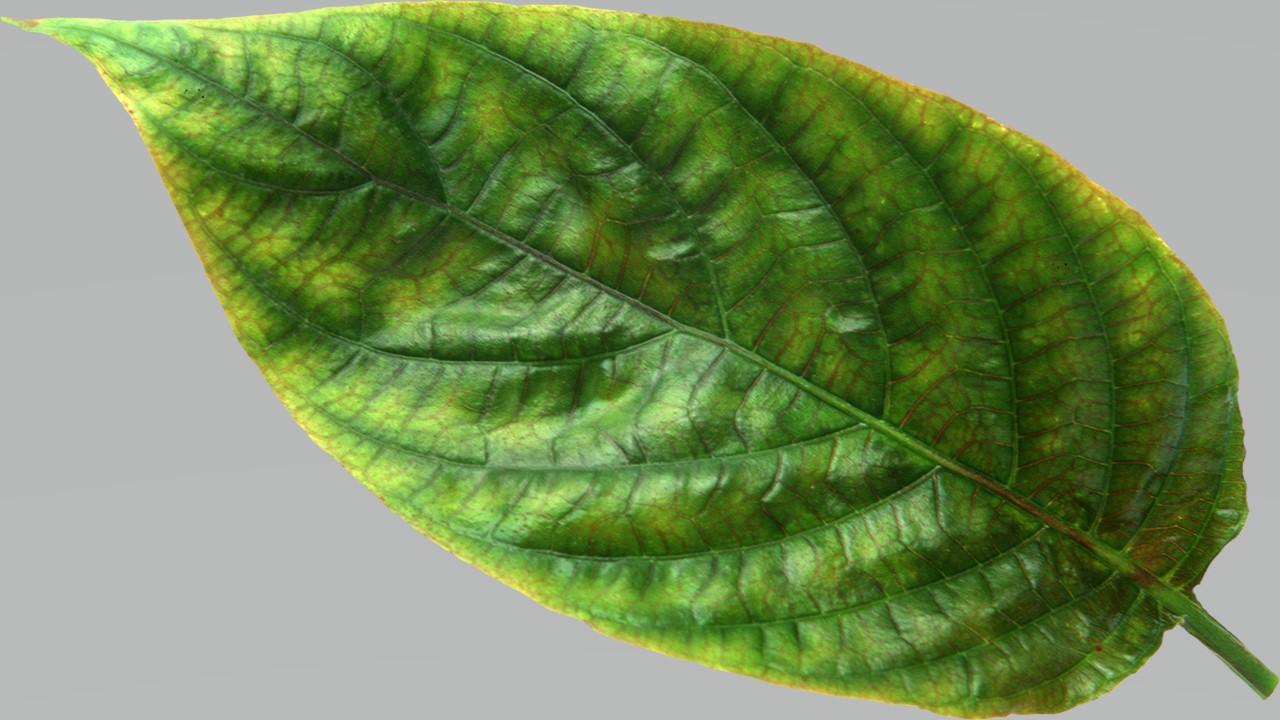 Leaf 7