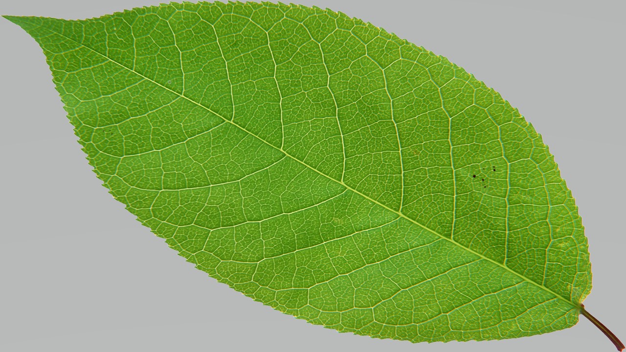 Leaf 8