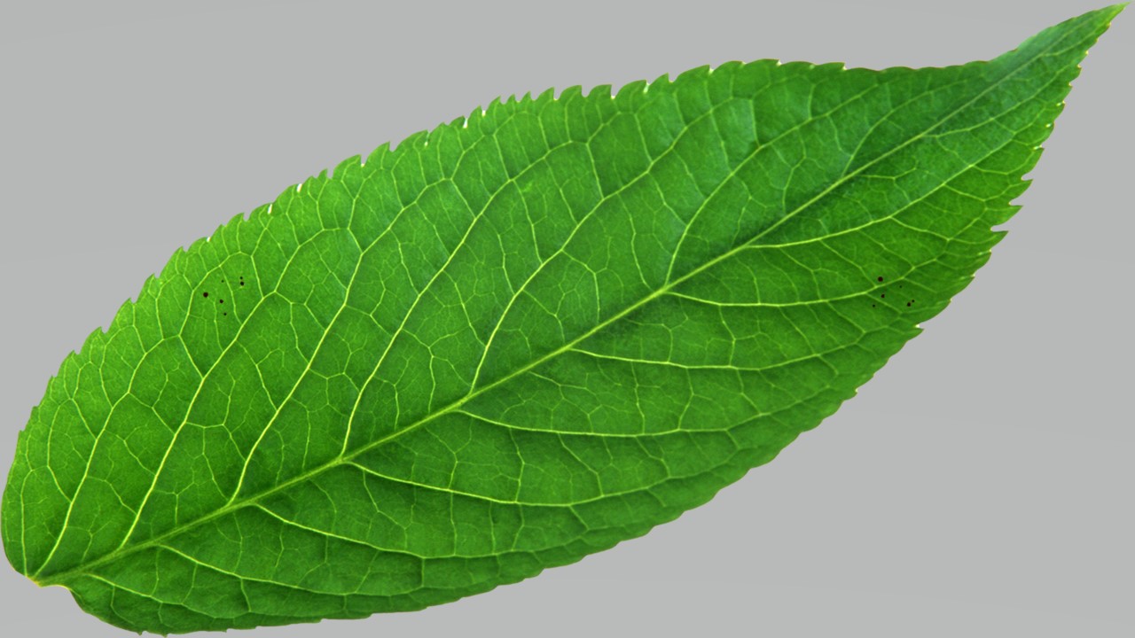 Leaf 9