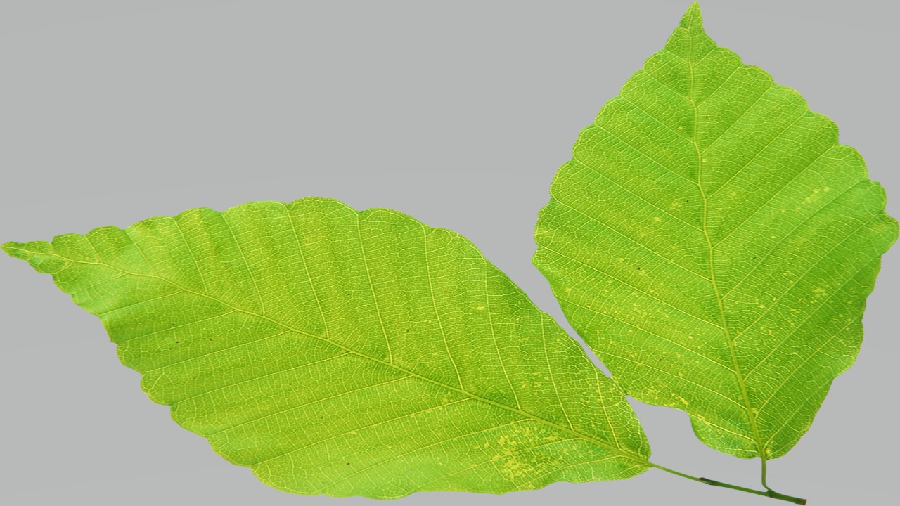 Leaf 10