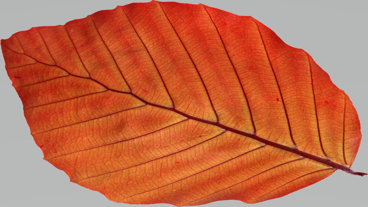 Leaf 11