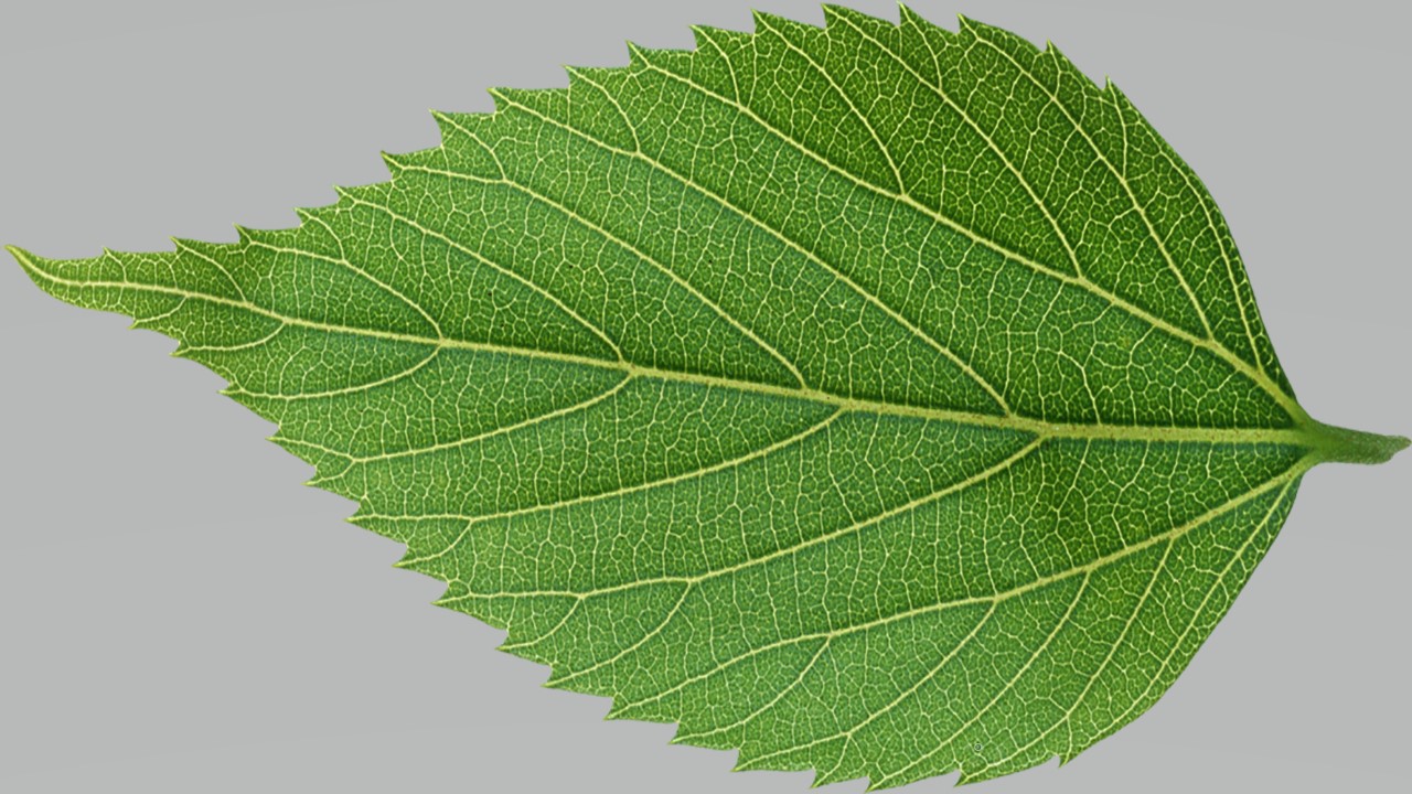 Leaf 12
