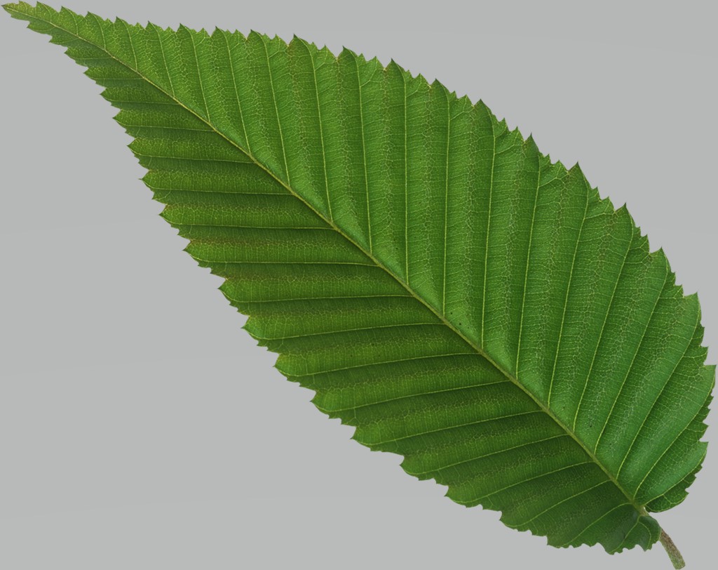 Leaf 13