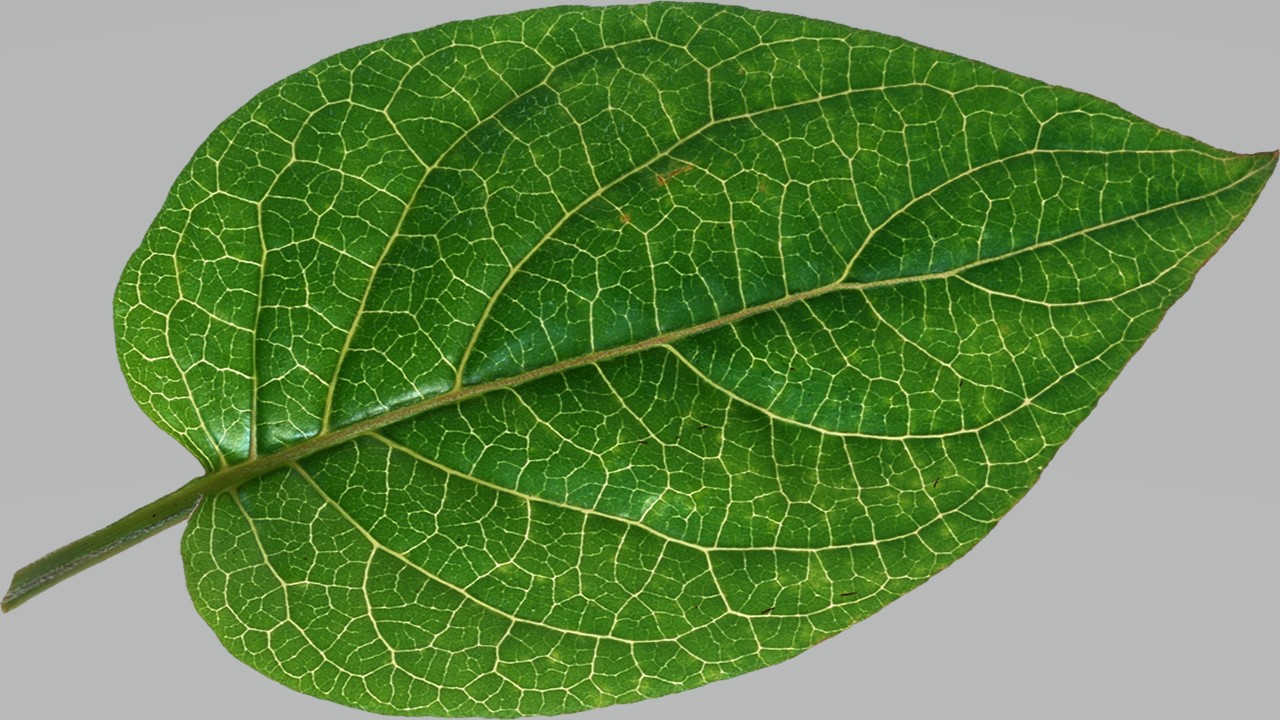 Leaf 14