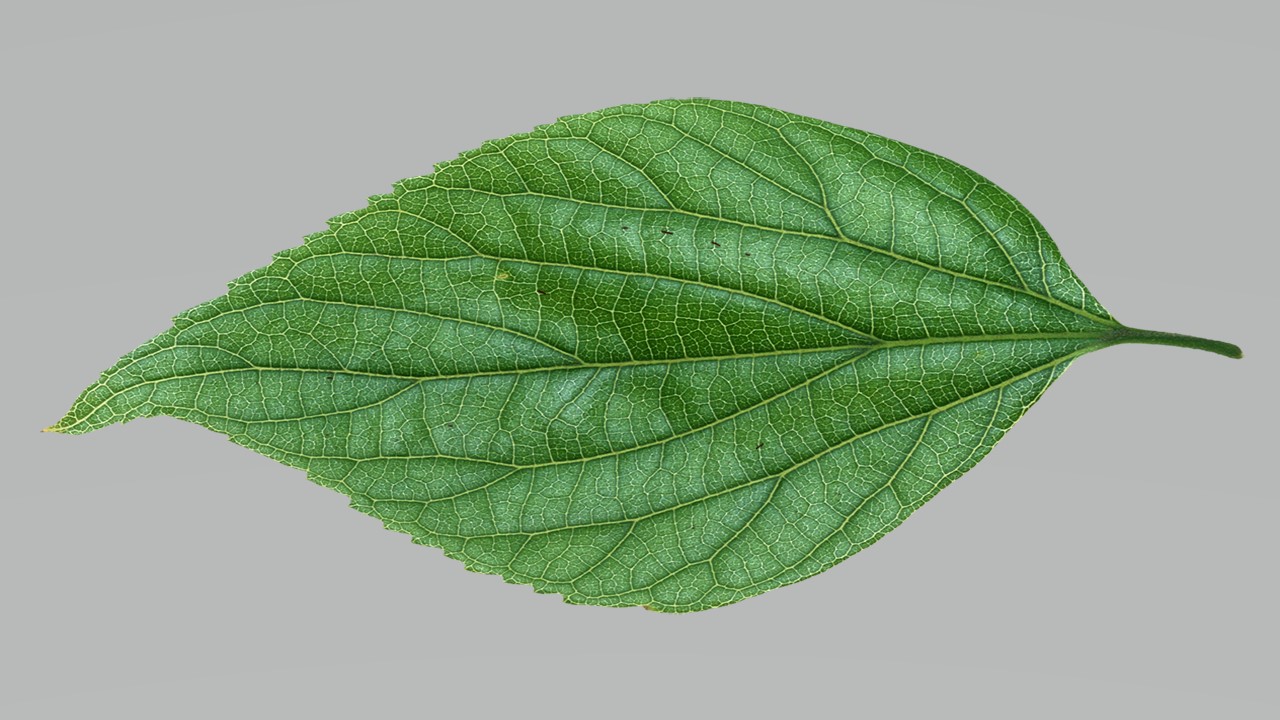 Leaf 15