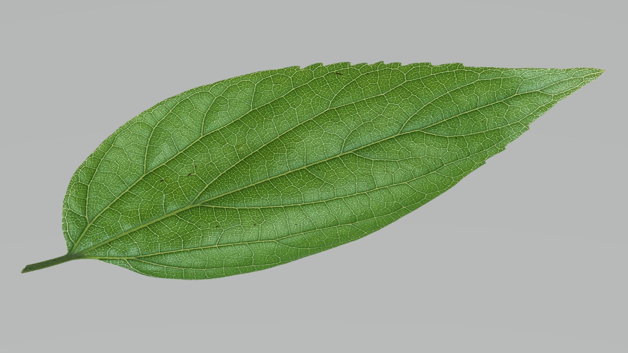 Leaf 16