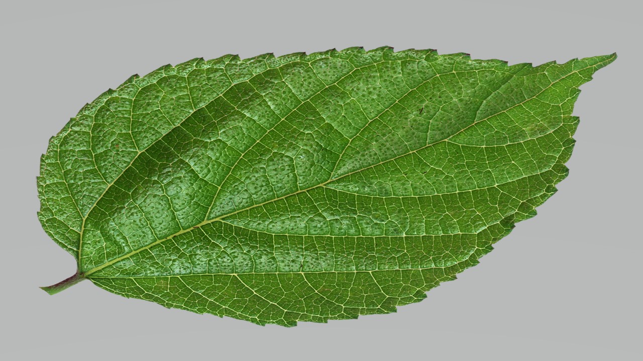 Leaf 17