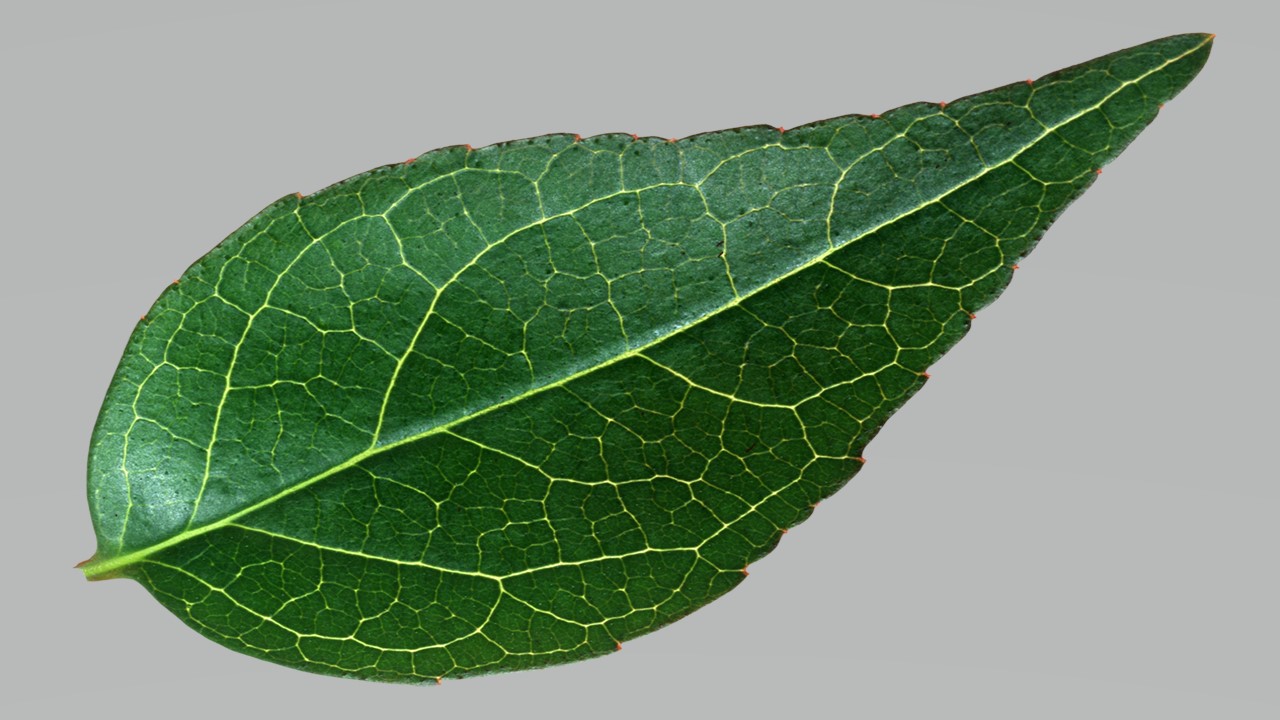 Leaf 18