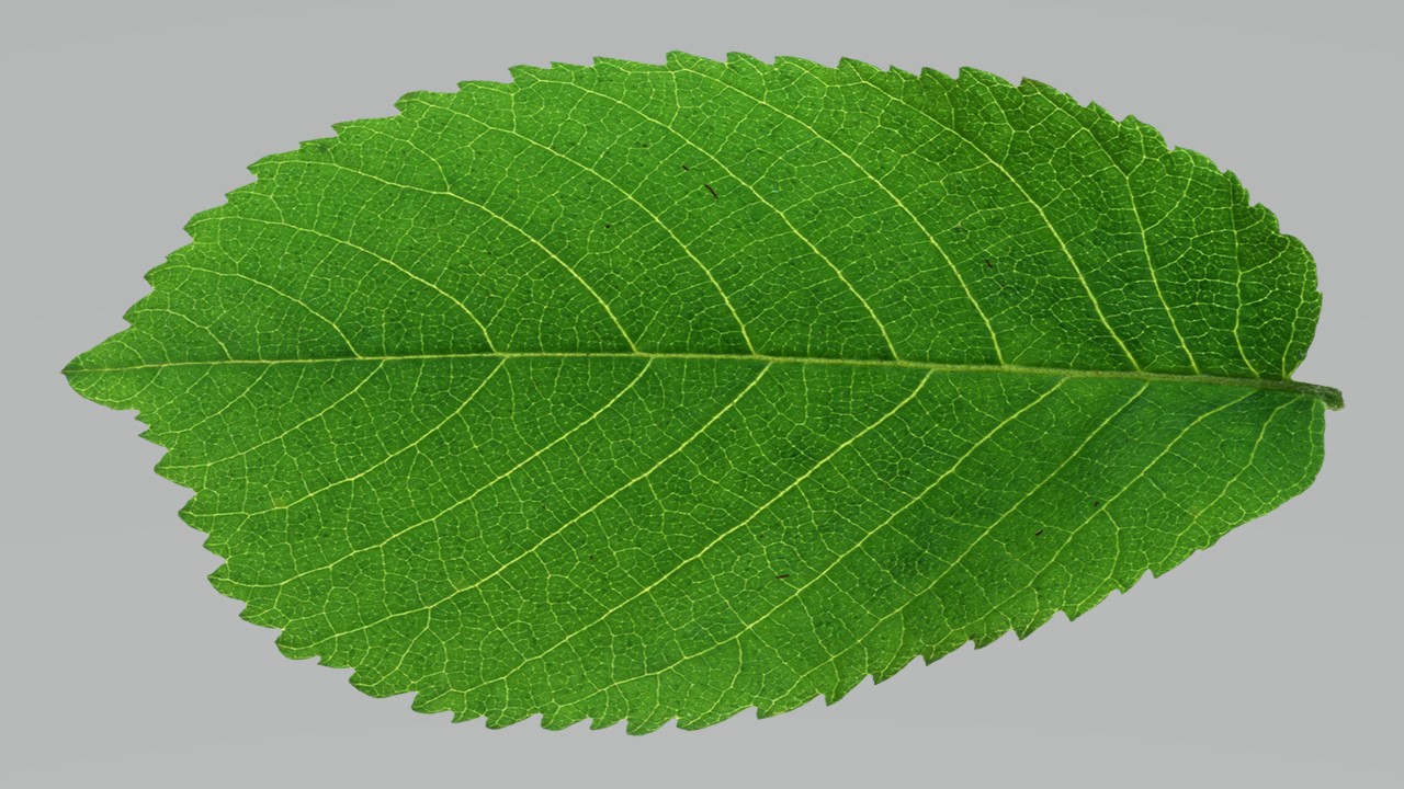Leaf 19
