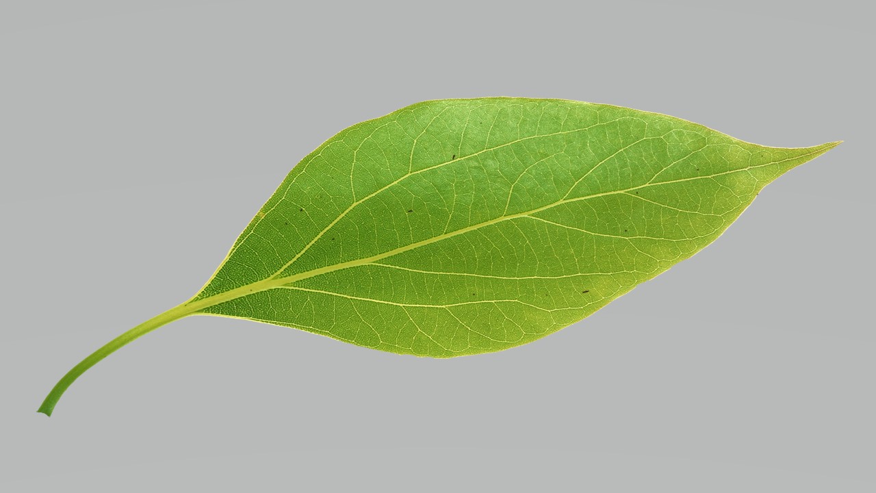 Leaf 20