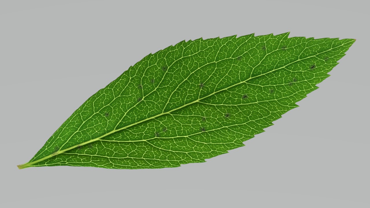 Leaf 21