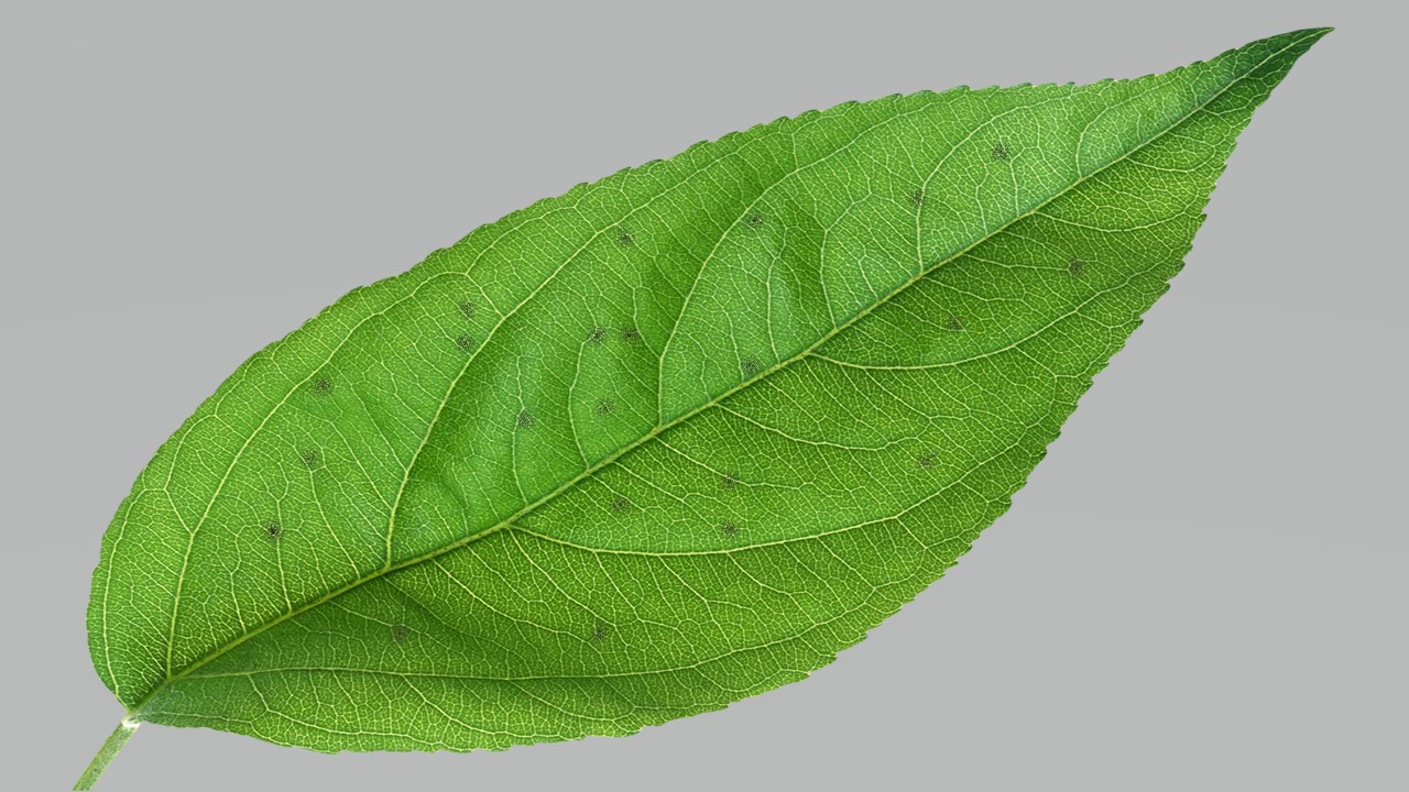 Leaf 22
