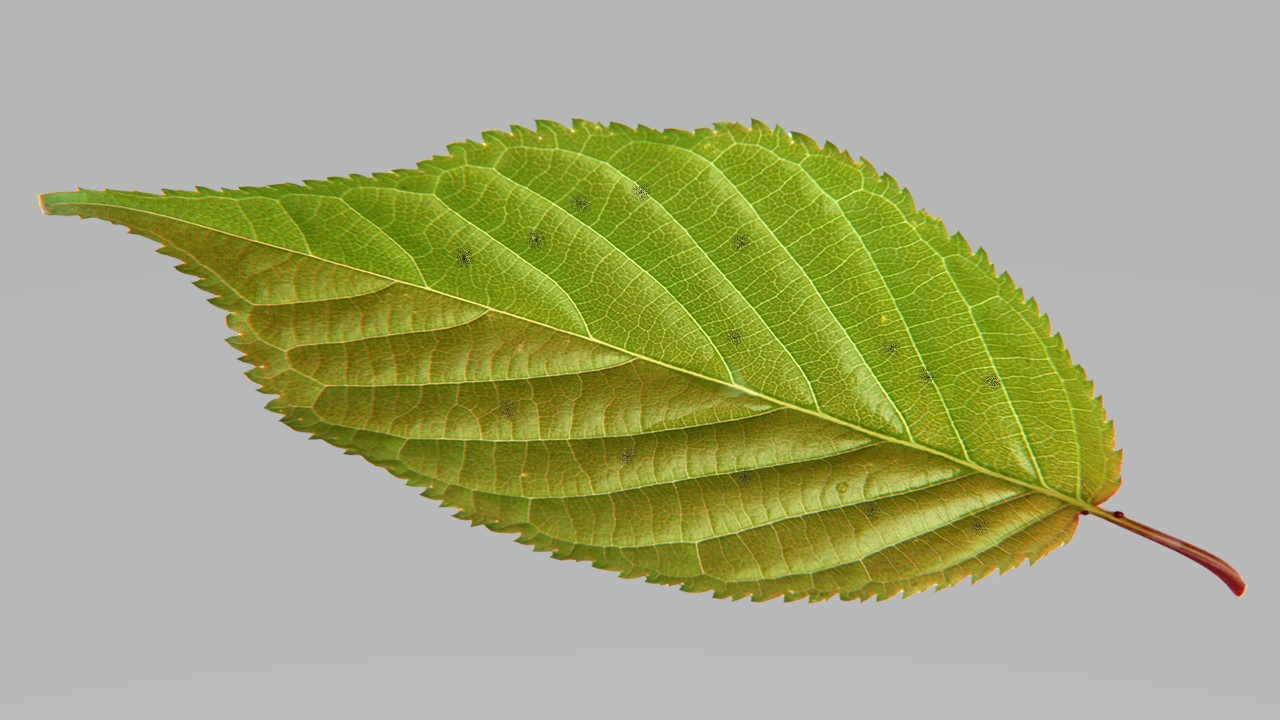 Leaf 23