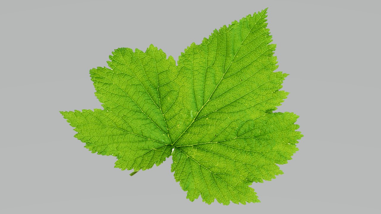 Leaf 24