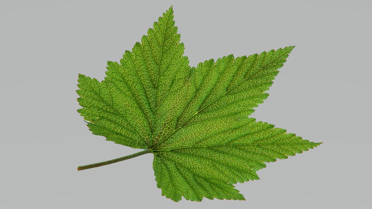 Leaf 26