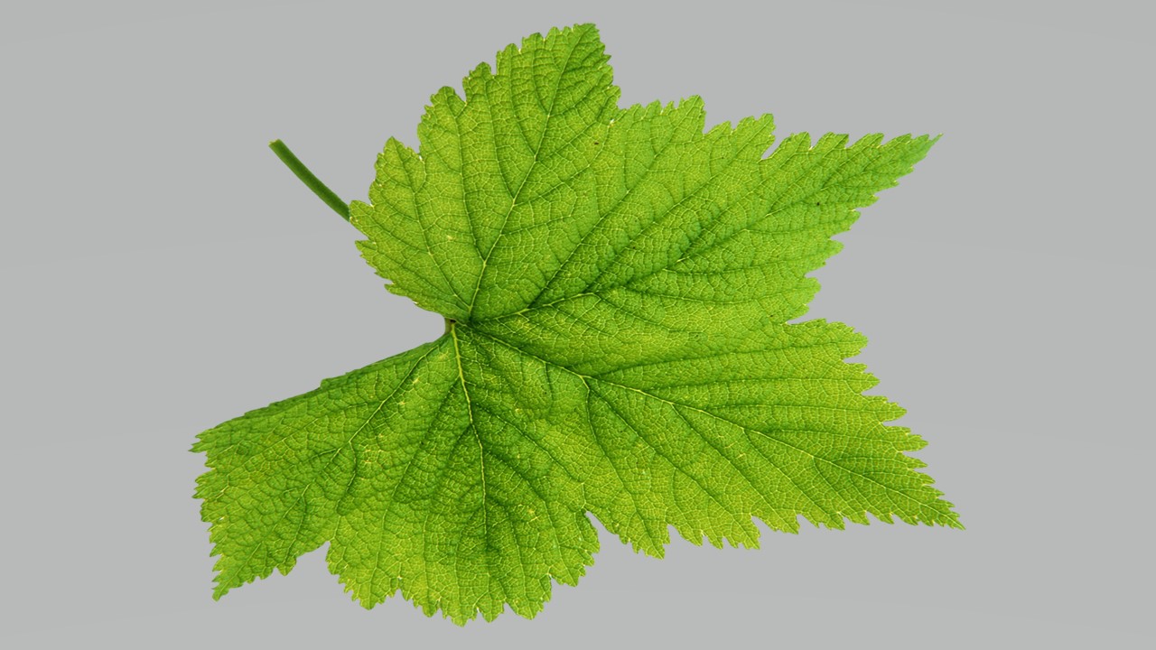 Leaf 27