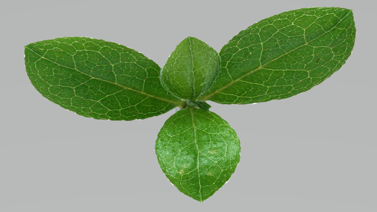 Leaf 28