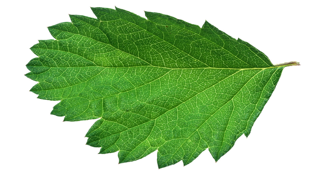 Leaf 30
