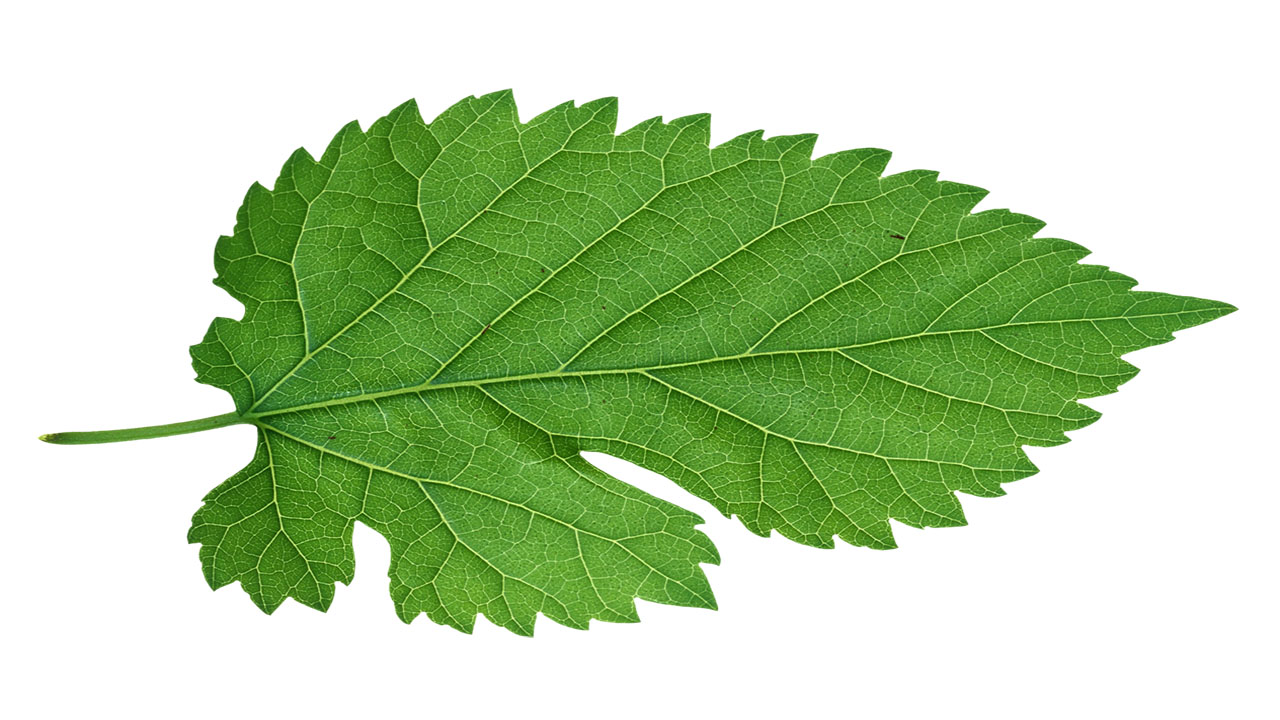 Leaf 31