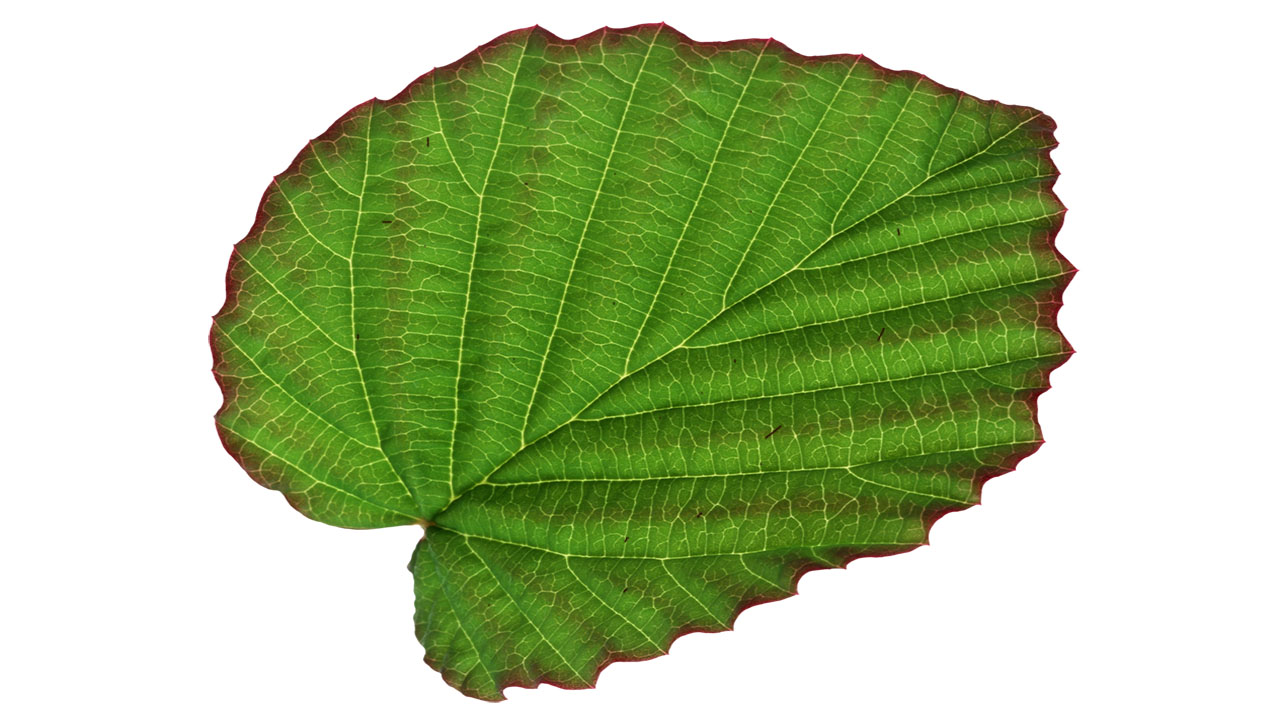 Leaf 32