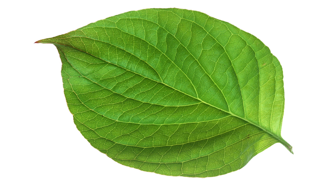 Leaf 33