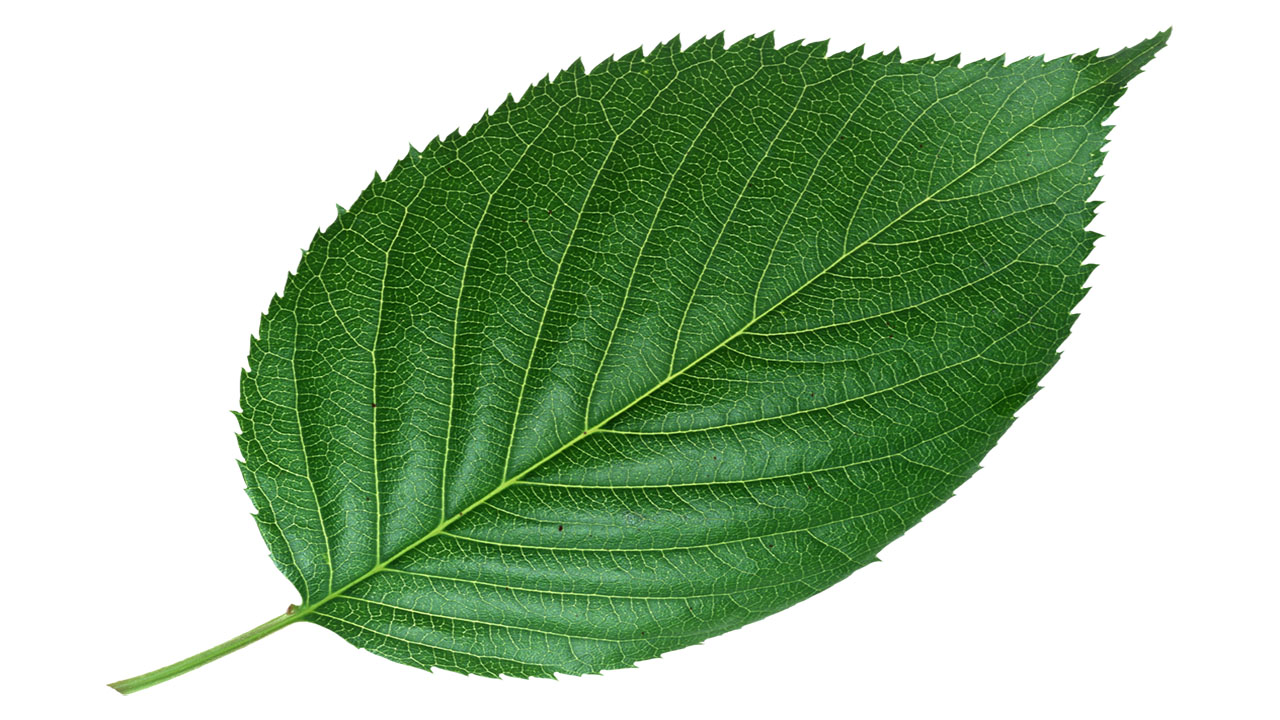 Leaf 34