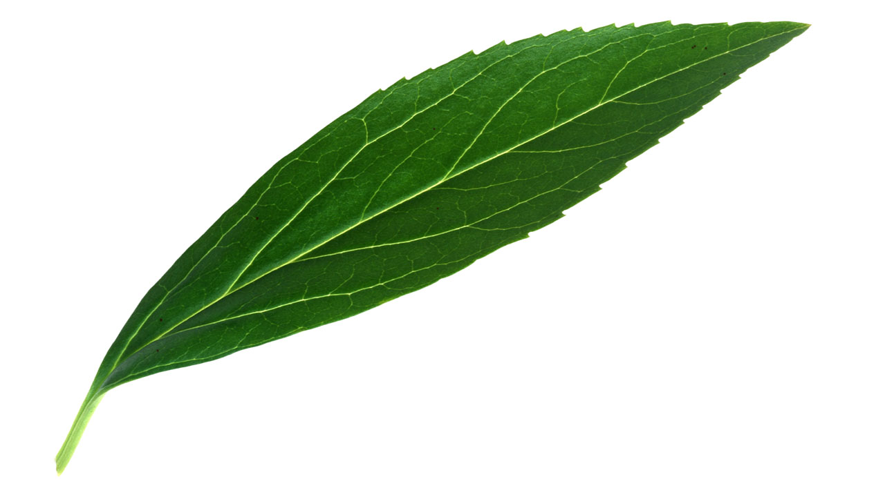 Leaf 35