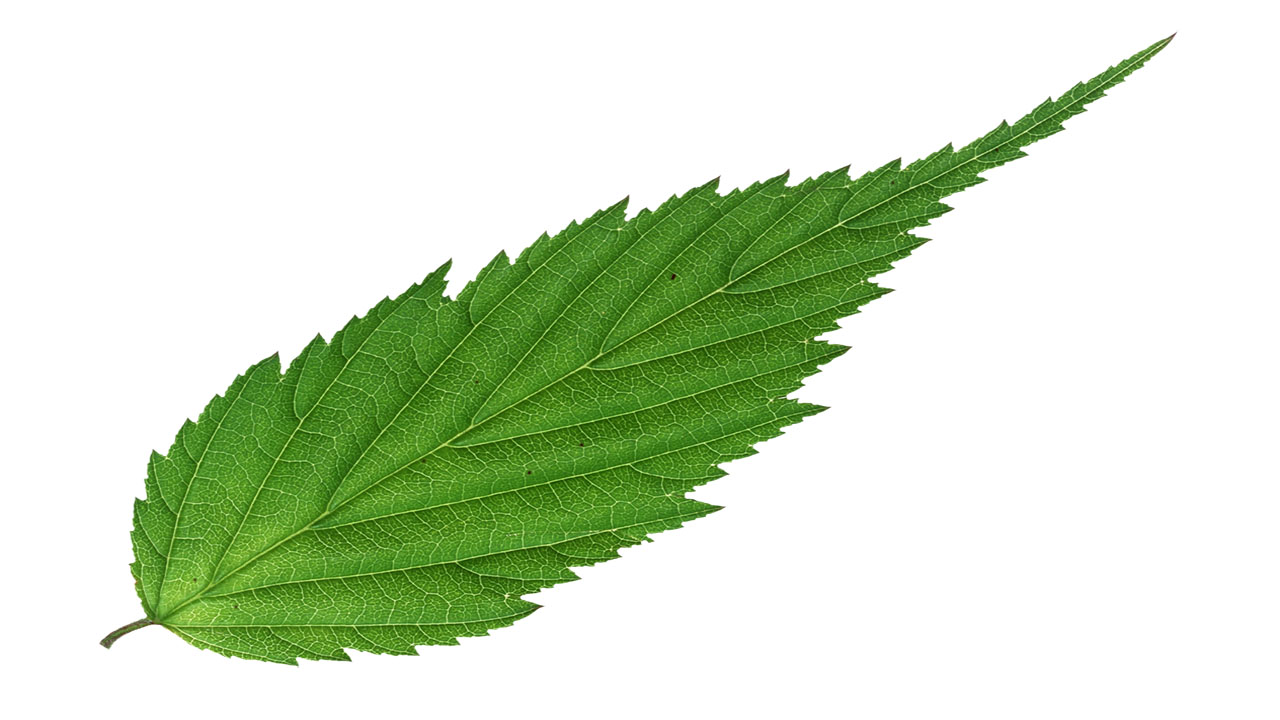 Leaf 36