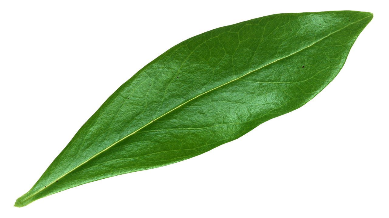 Leaf 37
