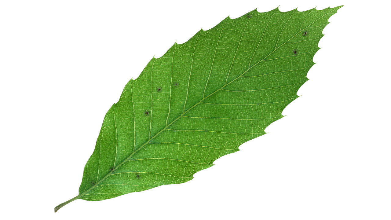 Leaf 38