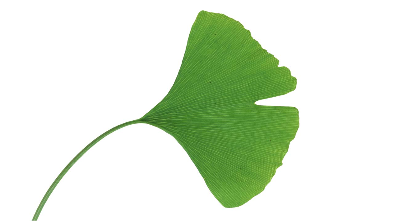 Leaf 39