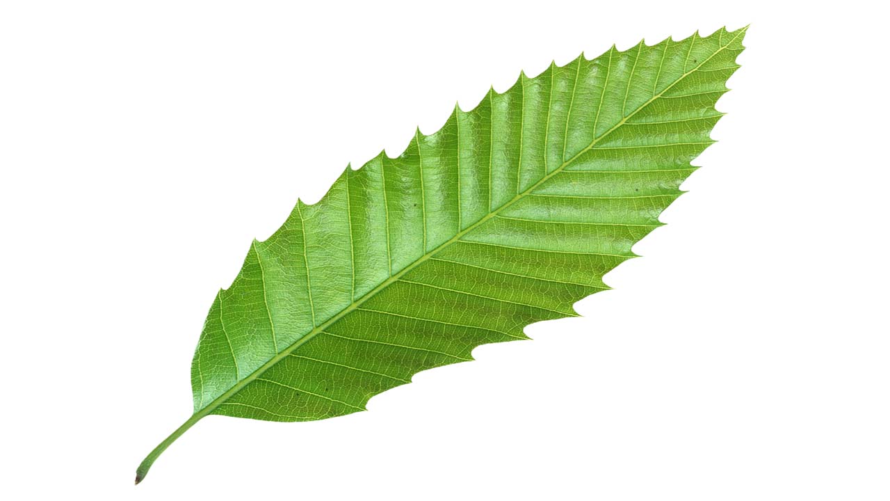 Leaf 40