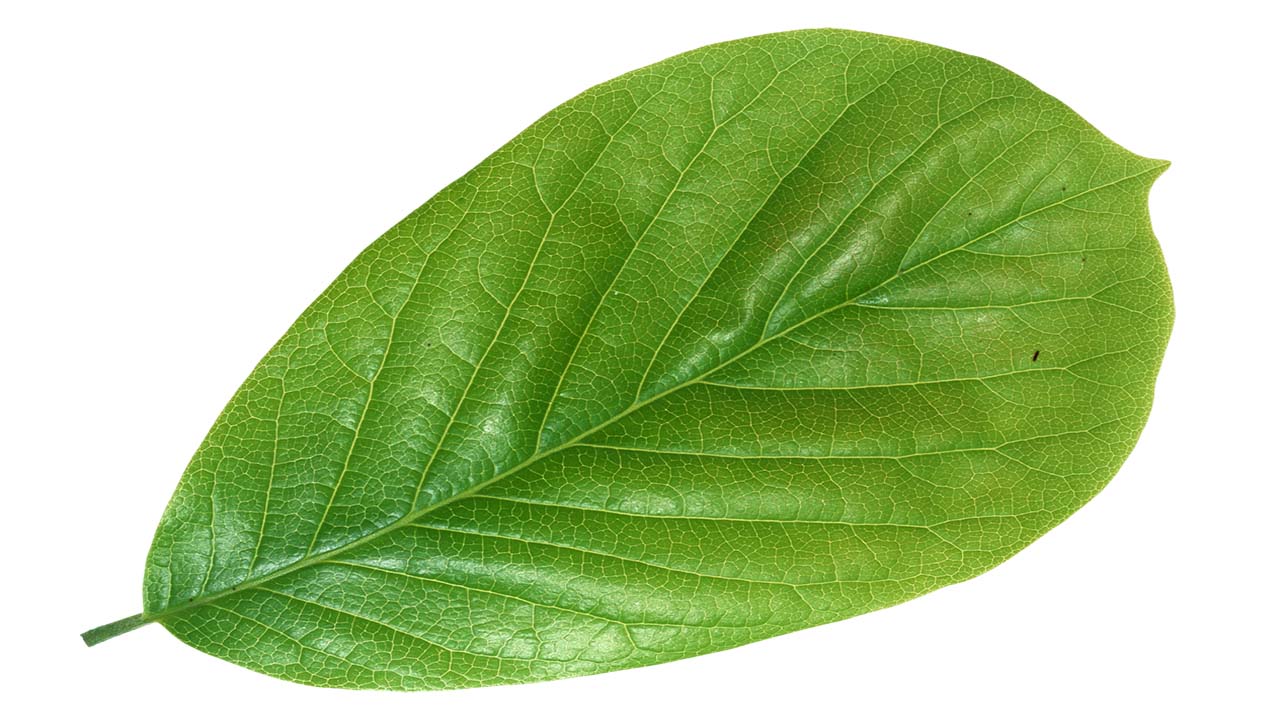 Leaf 41