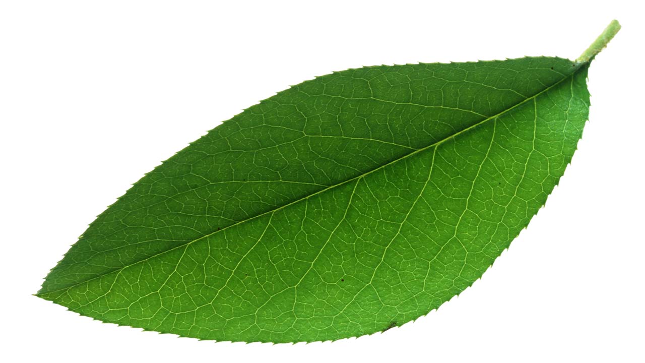 Leaf 42