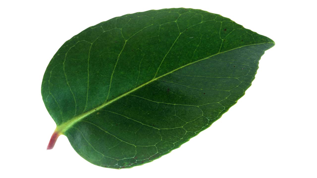 Leaf 43