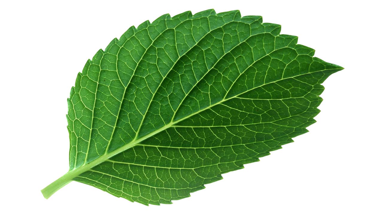 Leaf 44
