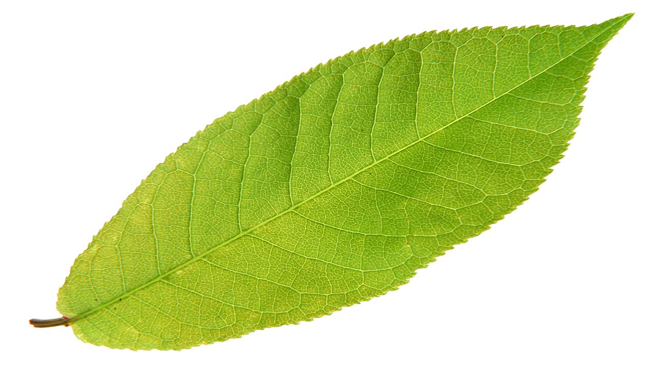 Leaf 47