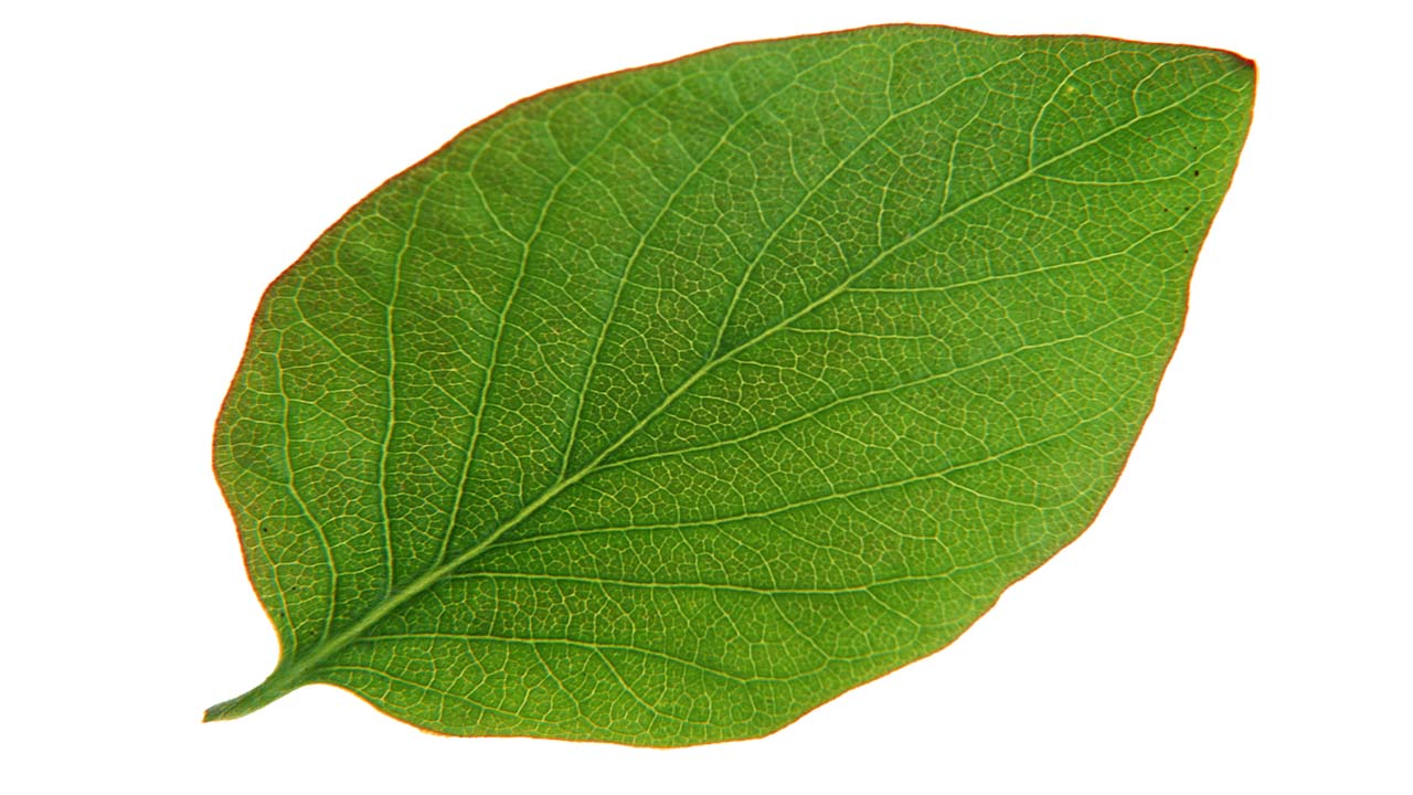 Leaf 48