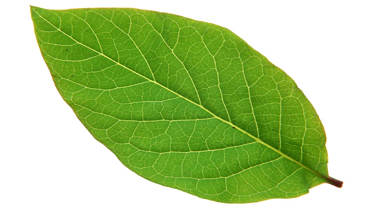 Leaf 49