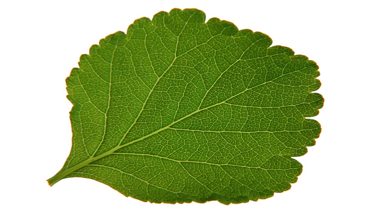 Leaf 50