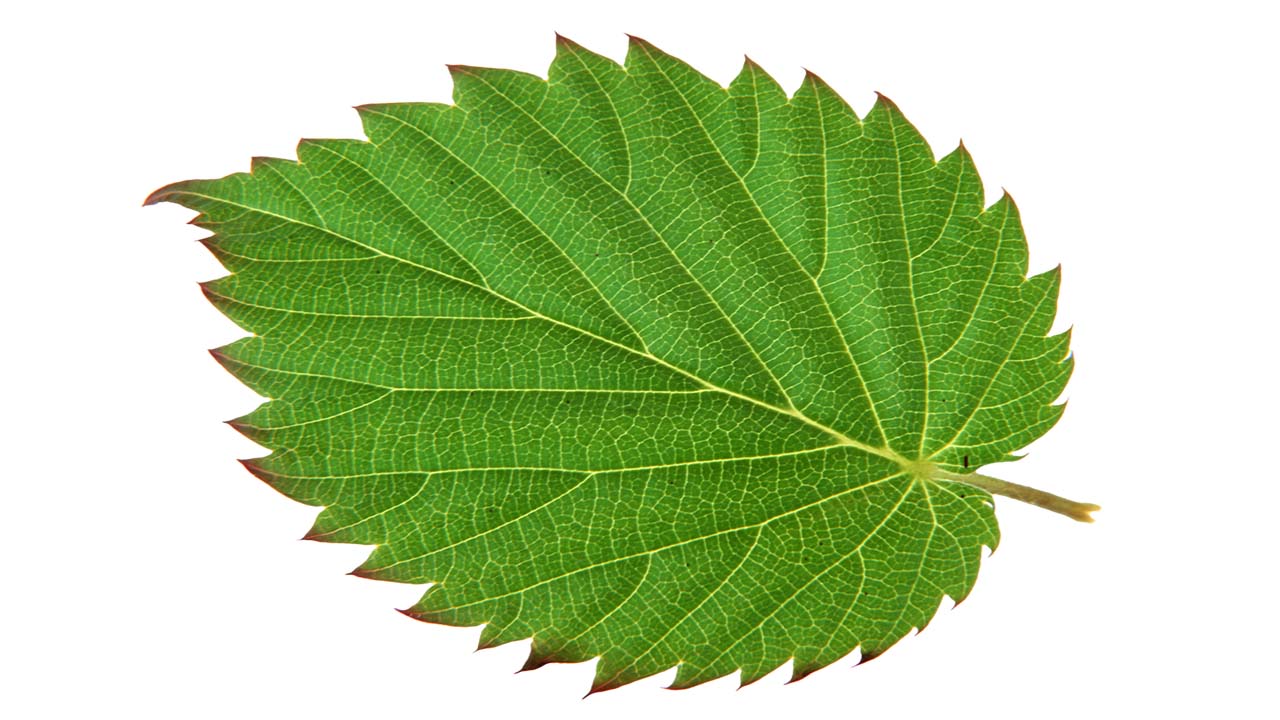 Leaf 51