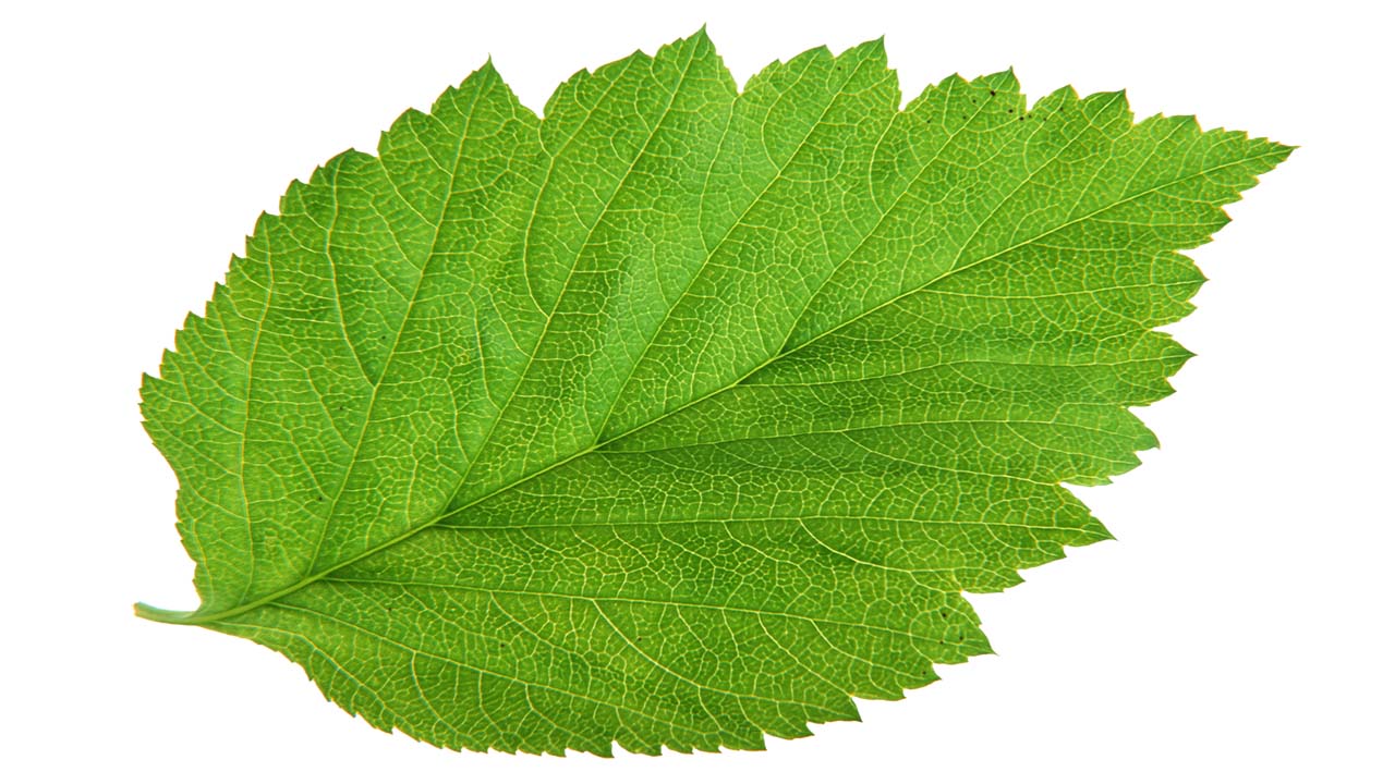 Leaf 52